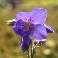 Polemonium kiushianum